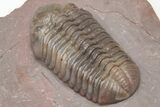 Austerops Trilobite From Jorf - Top Quality Specimen #213138-3